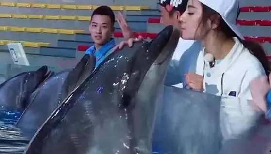 吃瓜小海豚,揭秘海洋中的“八卦达人”