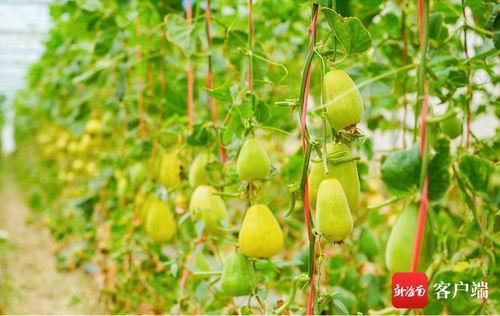 网名_吃瓜,揭秘网络世界的“瓜田”趣事