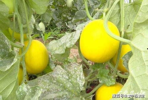 石家庄吃瓜大会,夏日狂欢,瓜果飘香美食盛宴