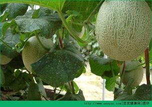 剑三吃哈密瓜,一场别开生面的美食之旅