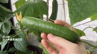 下午去摘瓜吃,一场说走就走的摘瓜之旅