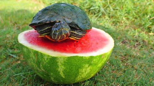 小龟龟吃瓜,小龟龟的瓜果世界探险记