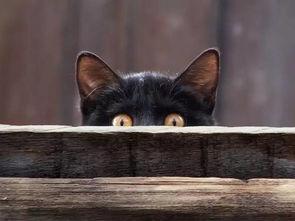 吃瓜群众看热闹猫咪,看热闹的萌态瞬间