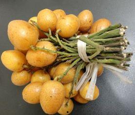 孕妇吃黄皮瓜好吗,孕妇食用黄皮瓜的适宜性探讨